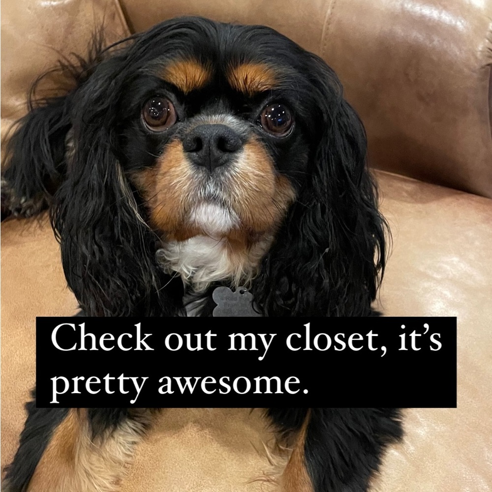 My closet is worth checking out! I spy 🐾Bentley ! Read below.🐾